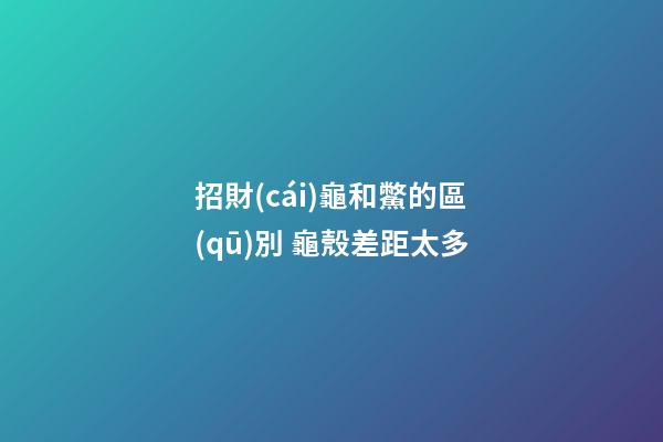 招財(cái)龜和鱉的區(qū)別 龜殼差距太多